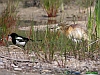Uccelli ciconiiformi 20 - Sgarza ciuffetto.jpg